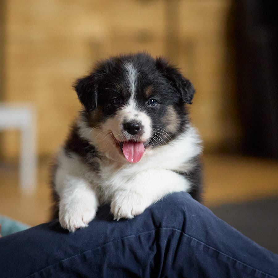 CHIOT BERGER AUSTRALIEN RUSSELL SOCIALISATION OPTIMALE EVEIL