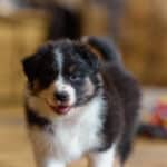 CHIOT BERGER AUSTRALIEN RUSSELL SOCIALISATION OPTIMALE EVEIL