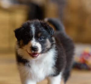 CHIOT BERGER AUSTRALIEN RUSSELL SOCIALISATION OPTIMALE EVEIL