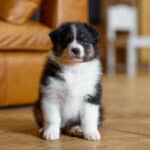 CHIOT BERGER AUSTRALIEN RUSSELL SOCIALISATION OPTIMALE EVEIL