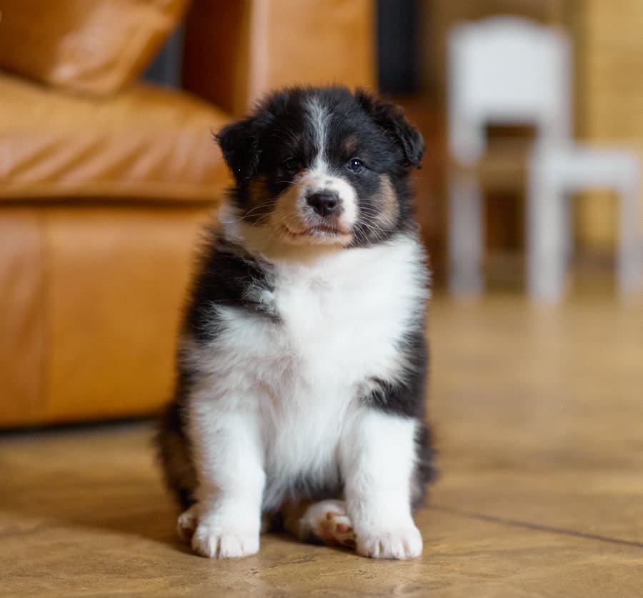 CHIOT BERGER AUSTRALIEN RUSSELL SOCIALISATION OPTIMALE EVEIL