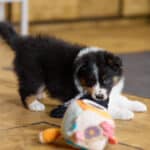 CHIOT BERGER AUSTRALIEN RUSSELL SOCIALISATION OPTIMALE EVEIL