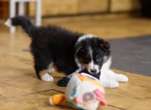 CHIOT BERGER AUSTRALIEN RUSSELL SOCIALISATION OPTIMALE EVEIL