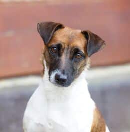 femelle Jack Russel blanche et marron