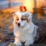 oeil bleu particolore berger australien