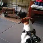 Jack Russell et lapin