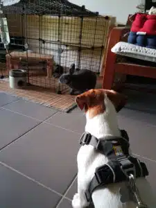 Jack Russell et lapin