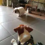 Jack Russell et lapin
