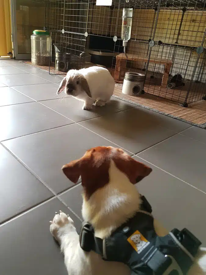 Jack Russell et lapin