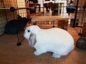 Jack Russell et lapin