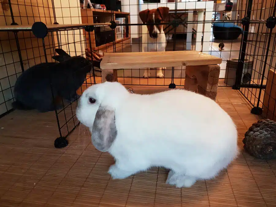 Jack Russell et lapin