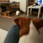 Jack Russell et lapin