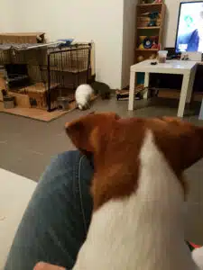 Jack Russell et lapin