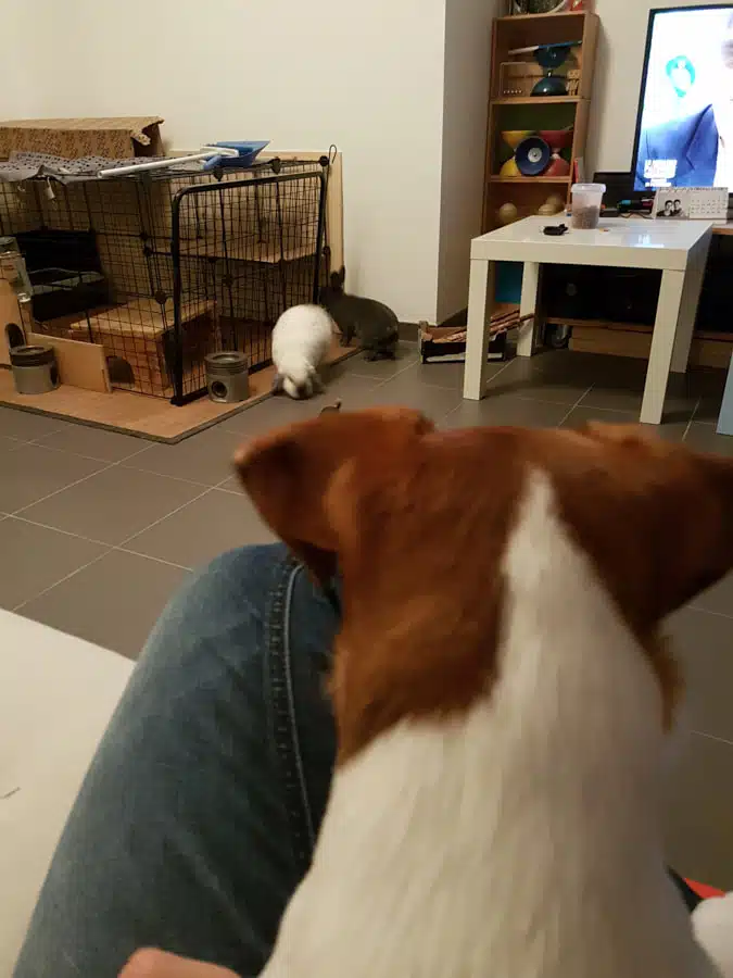 Jack Russell et lapin