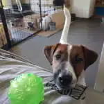 Jack Russell et lapin