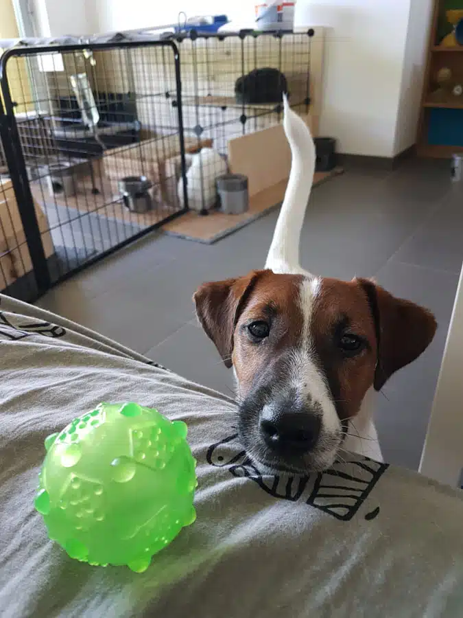 Jack Russell et lapin