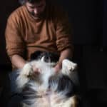 massage gestationnel chien