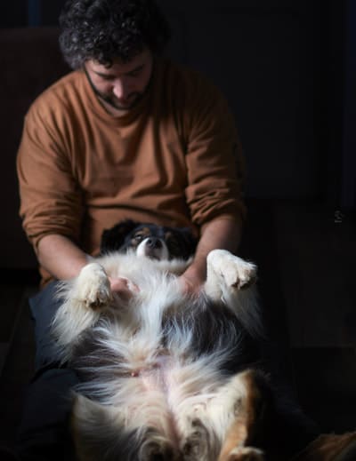 massage gestationnel chien