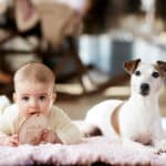 elevage austral et boreal