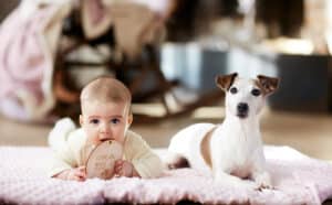 elevage austral et boreal