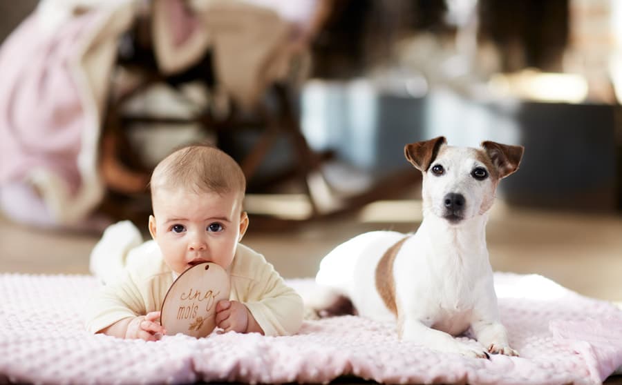 elevage austral et boreal