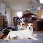 elevage austral et boreal