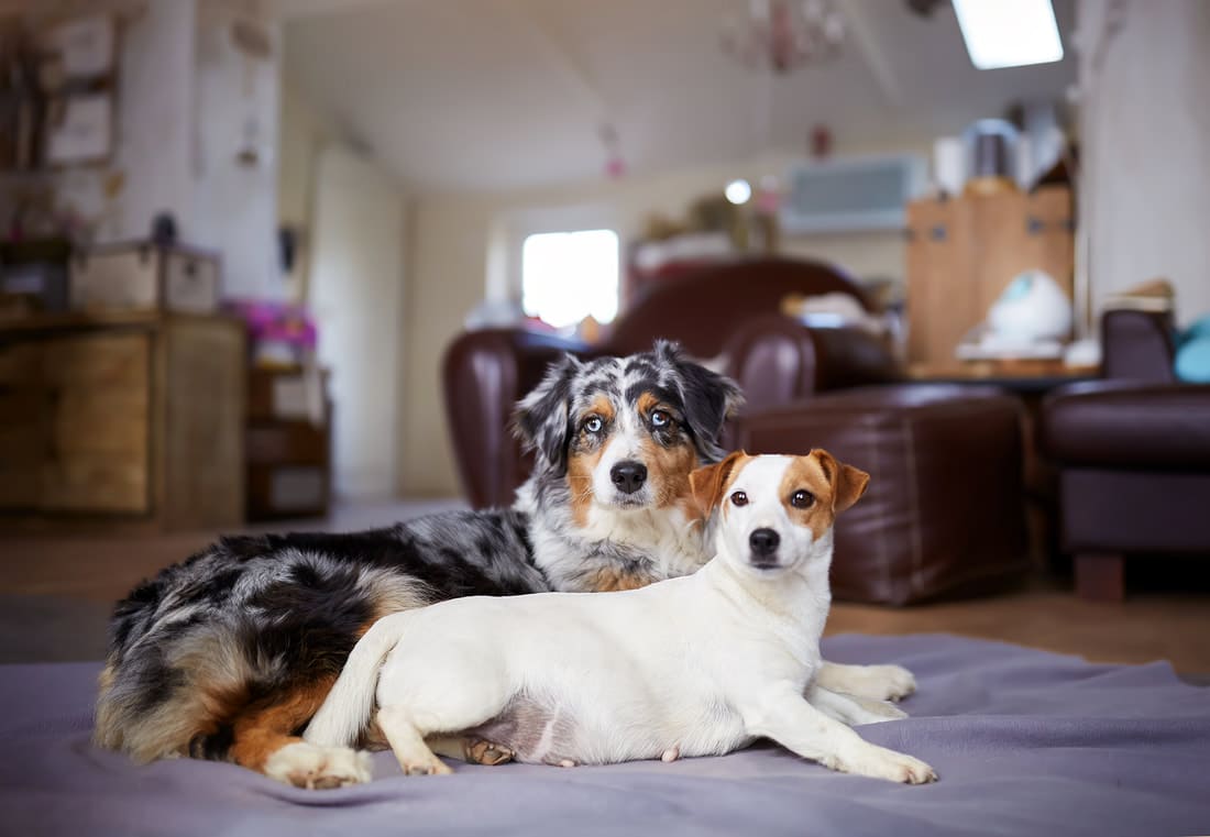 elevage austral et boreal