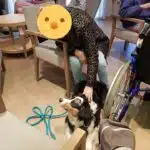 chien visiteur berger australien