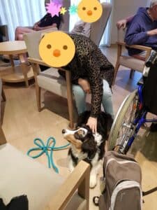 chien visiteur berger australien