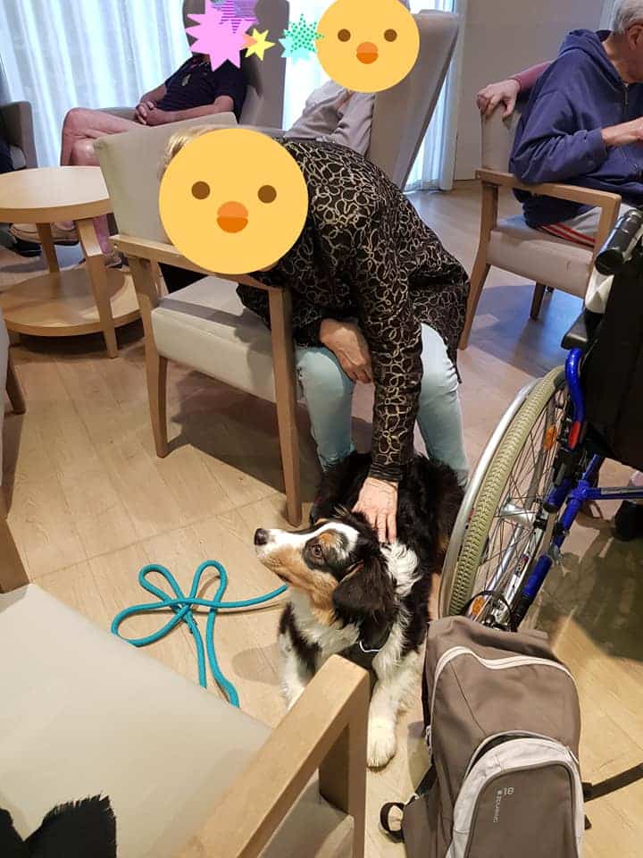 chien visiteur berger australien