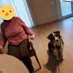 chien visiteur berger australien