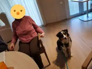 chien visiteur berger australien