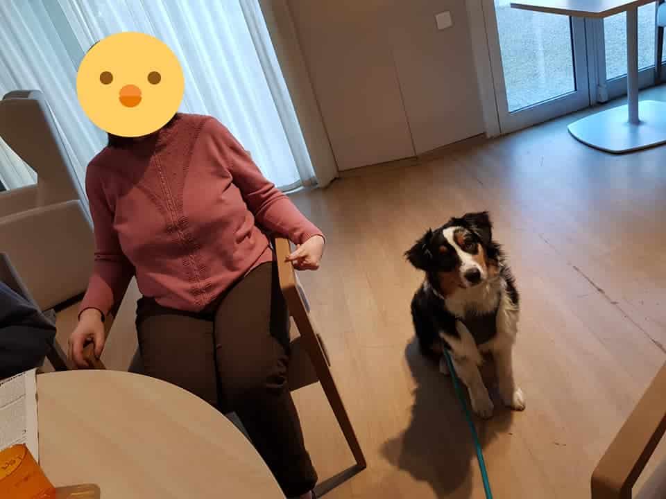 chien visiteur berger australien