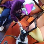 chien visiteur berger australien