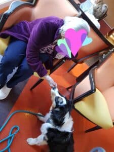 chien visiteur berger australien