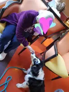 chien visiteur berger australien