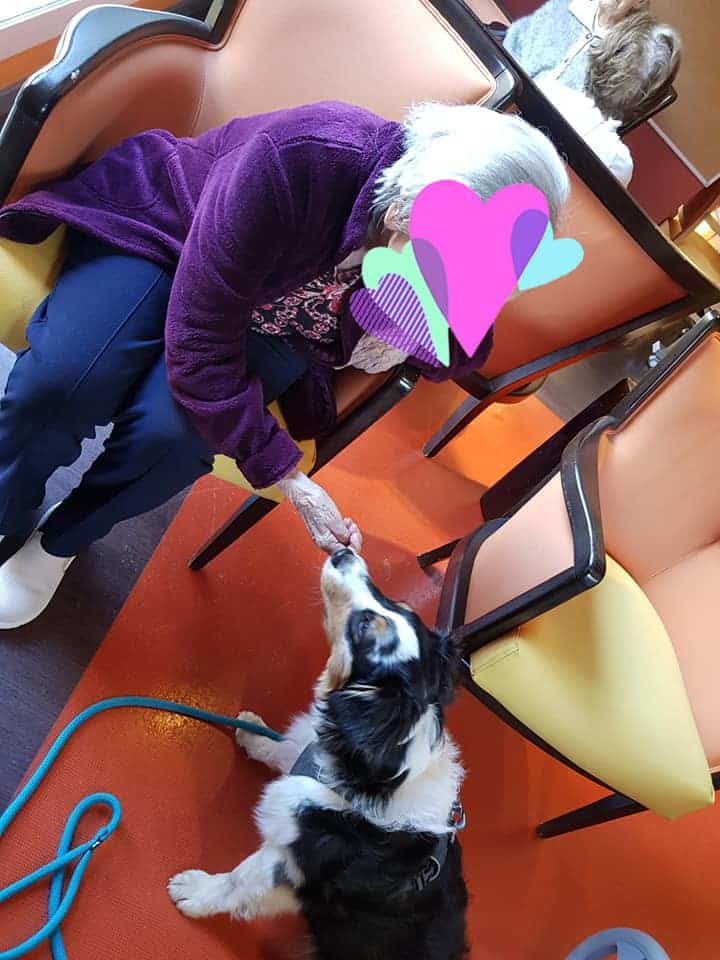 chien visiteur berger australien