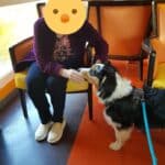 chien visiteur berger australien