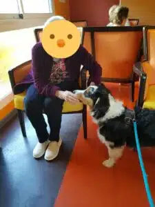chien visiteur berger australien