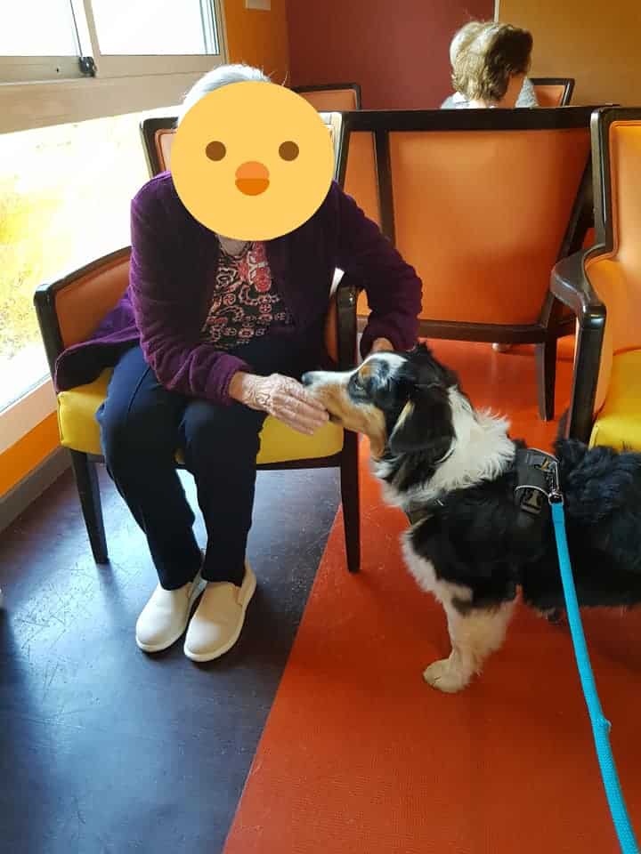 chien visiteur berger australien