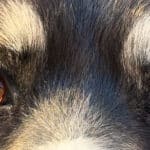 oeil marron berger australien