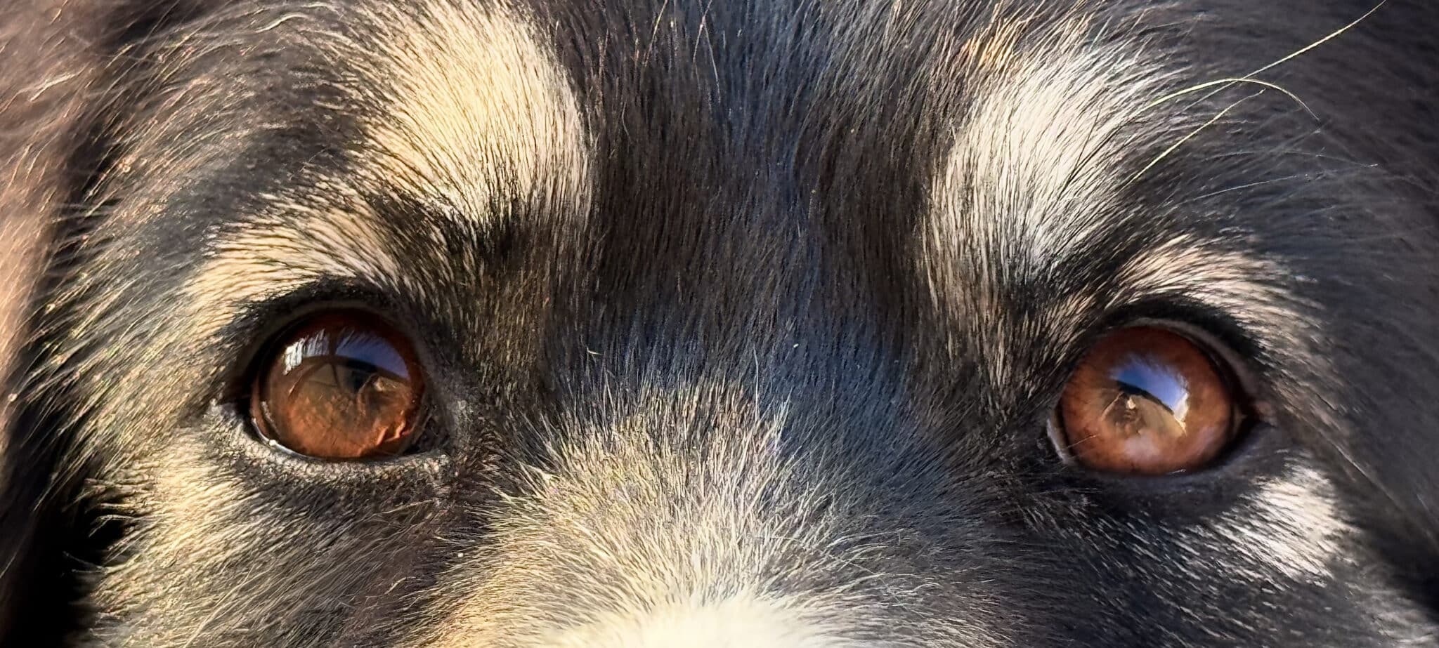 oeil marron berger australien