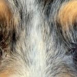 oeil particolore bleu marron berger australien