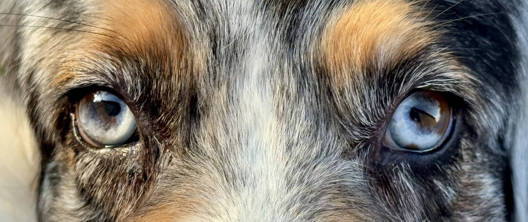 oeil particolore bleu marron berger australien