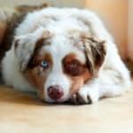 yeux vairons berger australien