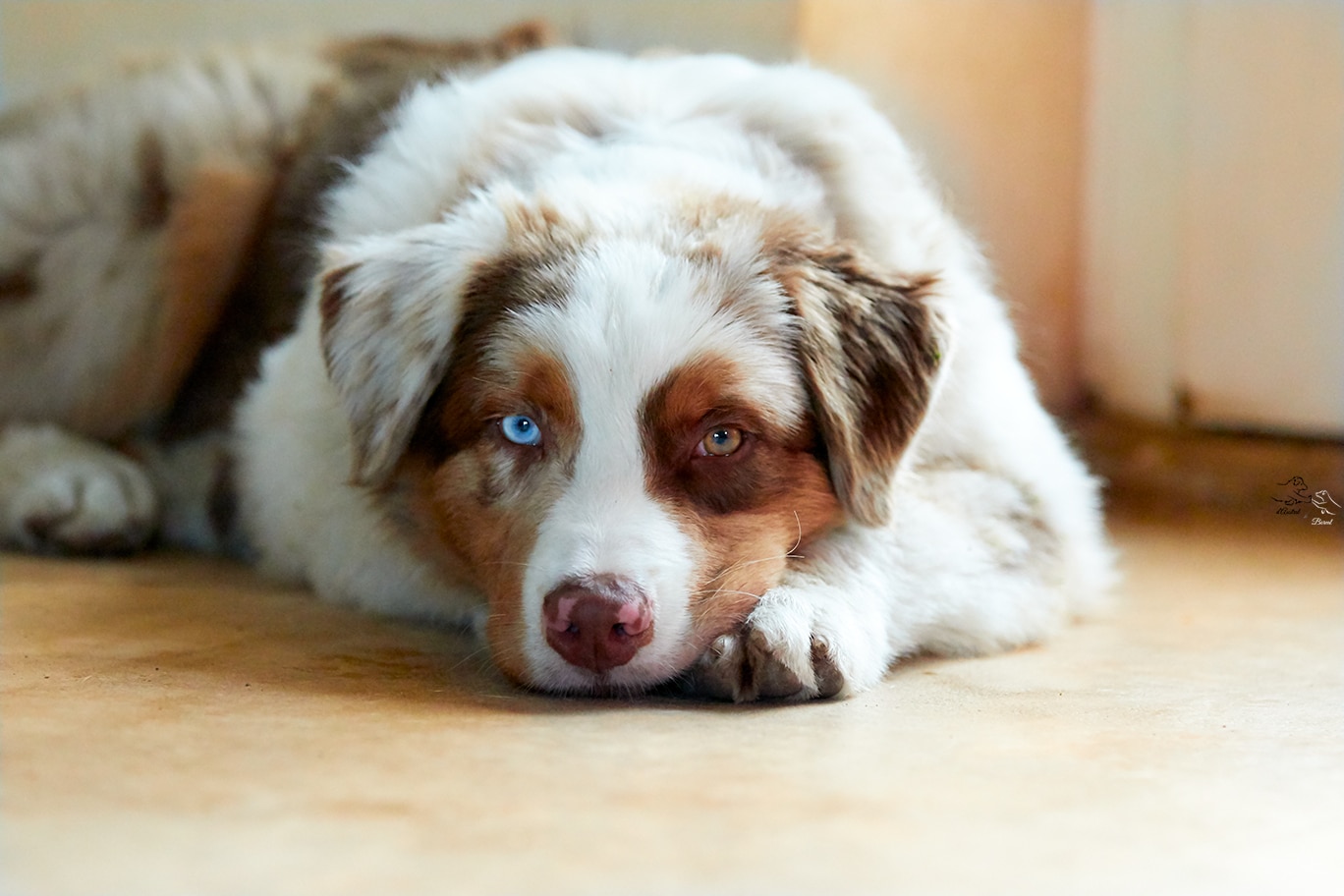 yeux vairons berger australien