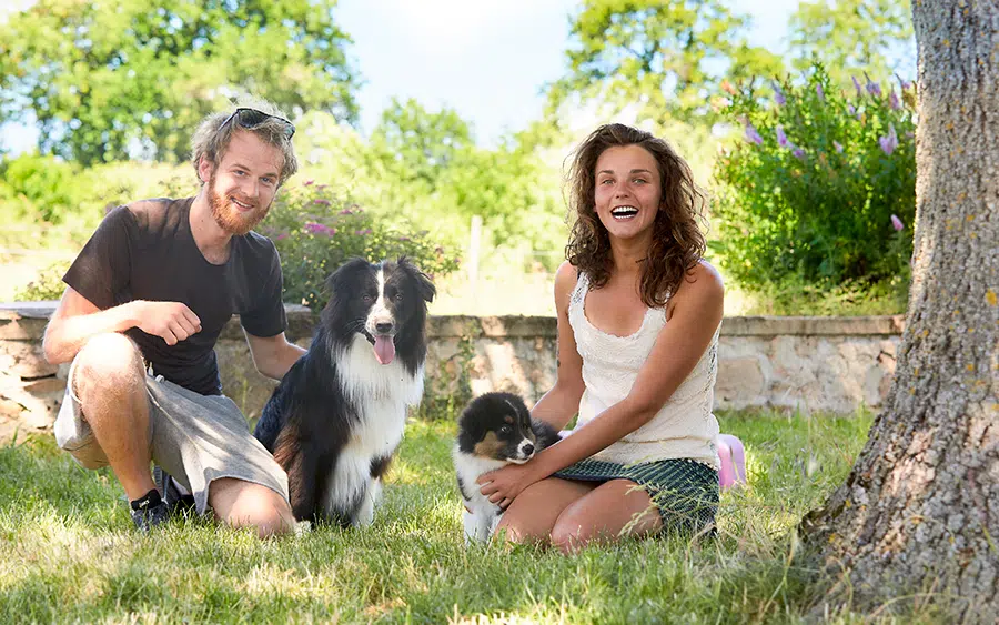 choix du chiot berger australien caractere