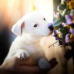 chiot jack russel sociabilisé sociabilisation sociable socialisation