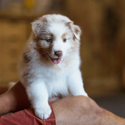 chiot berger australien sociabilisé sociabilisation sociable socialisation