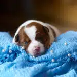 CHIOT JACK RUSSELL SOCIALISATION OPTIMALE EVEIL